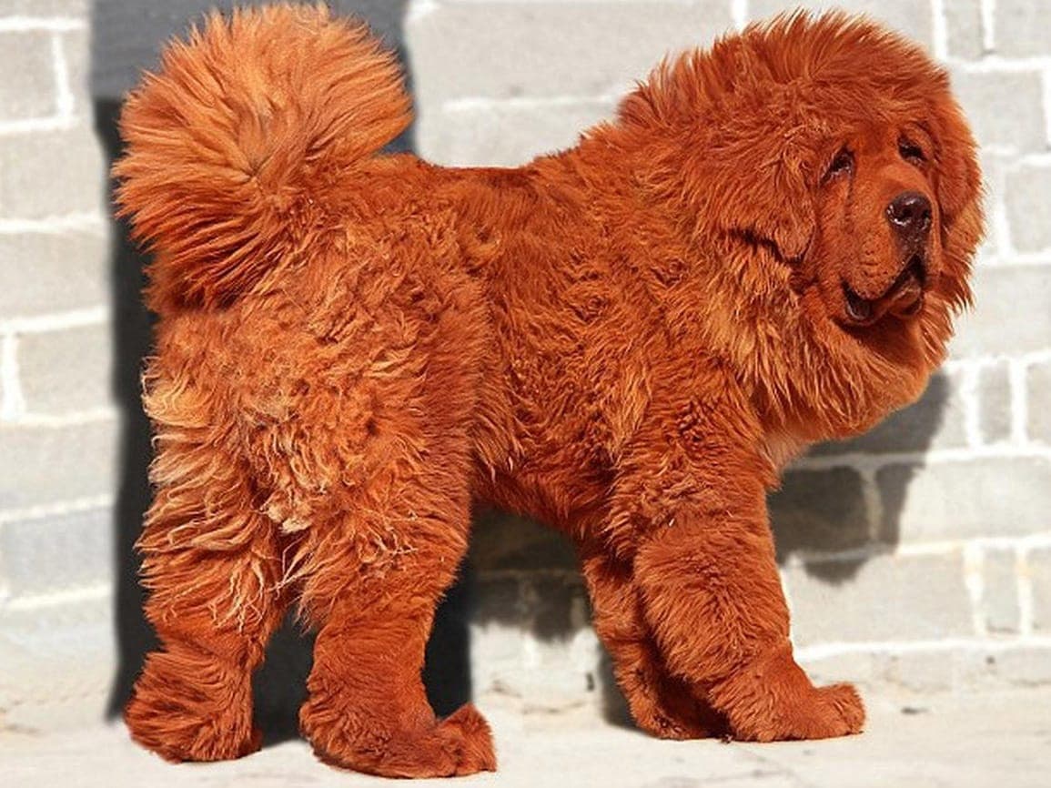 Ejemplar de mastín tibetano fue vendido por un millón de dólares en China