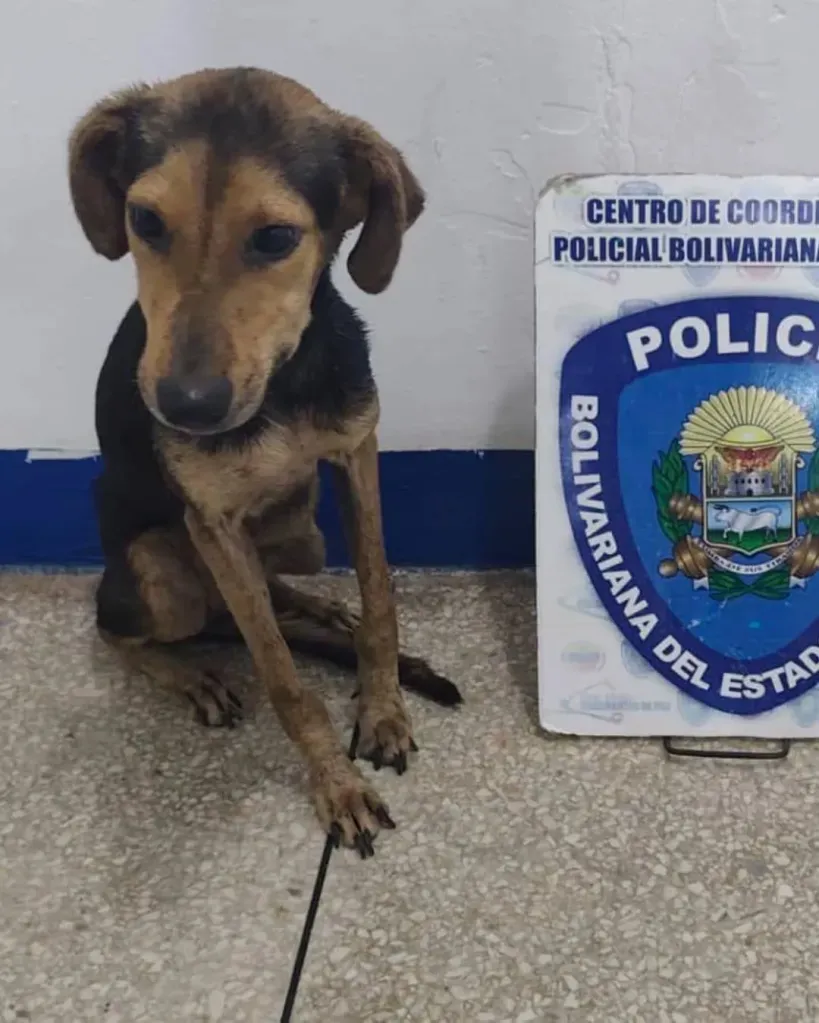 Detenido en El Tigre un hombre por golpear a un perro y cubrirlo con gasoil
