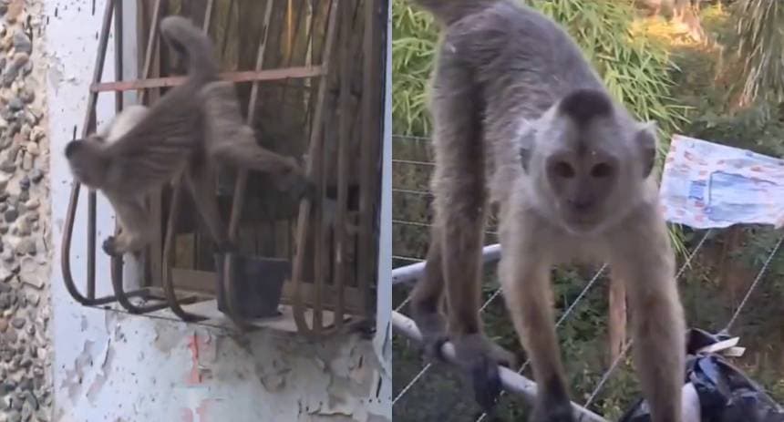 Manada de monos invadió un edificio de la parroquia Caricuao de Caracas