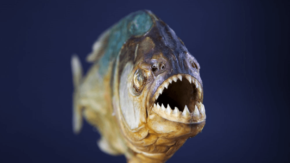 Niña de dos años murió tras caer al río Amazonas y ser atacada por pirañas en Brasil