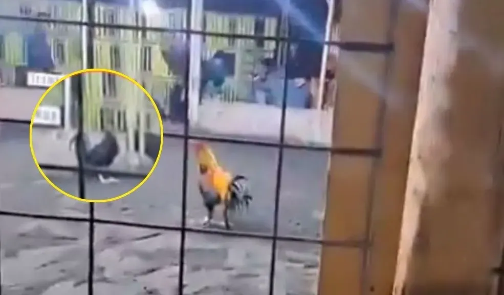 Hombre falleció tras ser atacado por su gallo de pelea en Perú